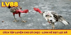 Cách tập luyện cho gà chọi