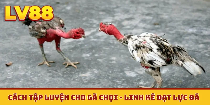 Cách tập luyện cho gà chọi