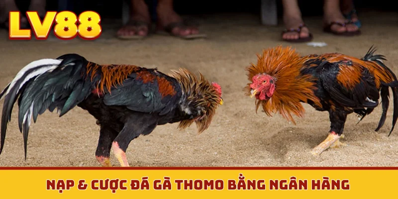 Nạp & cược đá gà Thomo bằng ngân hàng