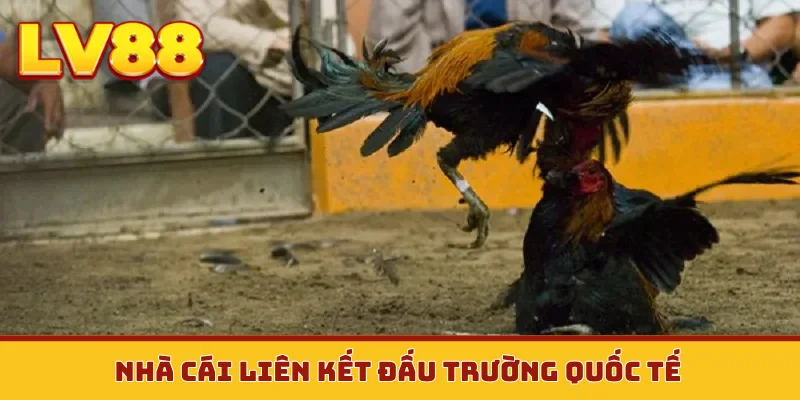 Nhà cái liên kết đấu trường quốc tế