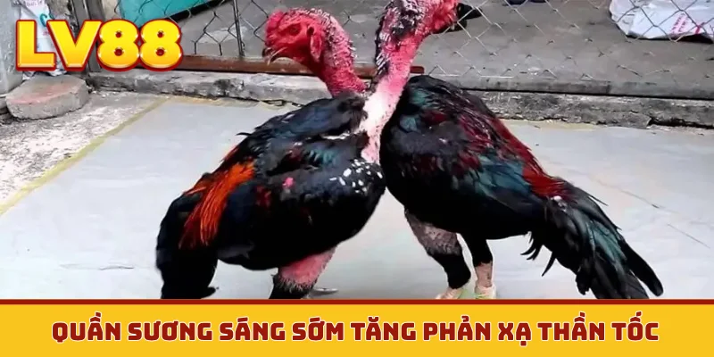 Quần sương sáng sớm tăng phản xạ thần tốc